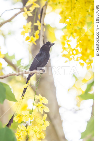 Bird,Greater Racket-tailed Drongo with flower Bird,Greater Racket-tailed Drongo with flower 18857099