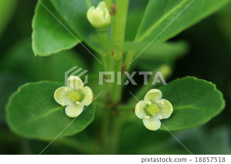 Natural plants inuzuge, flowers from spring to early summer. This is a female flower blooming in a female strain 18857518