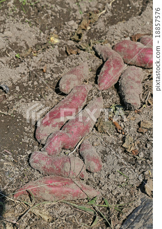 Harvesting sweet potatoes 18857576