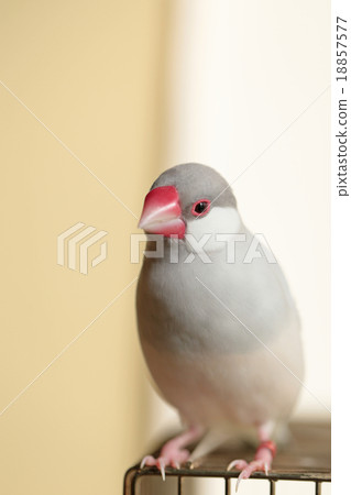 Female Silver Stone Bird Female Silver Stone Bird 18857577