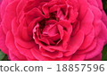 rose	 18857596