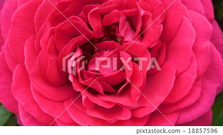 rose	 18857596