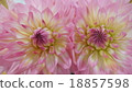 Dahlia 18857598