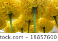 Dahlia 18857600