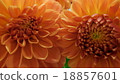 Dahlia 18857601