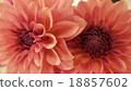 Dahlia 18857602