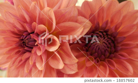 Dahlia 18857602