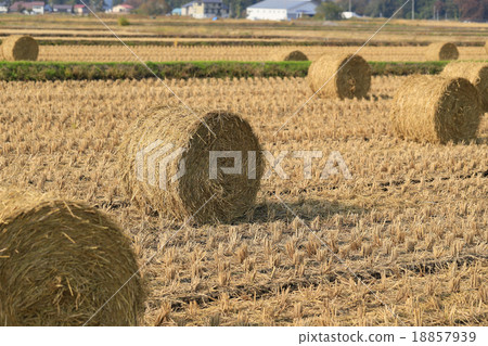 Rice straw roll Rice straw roll 18857939