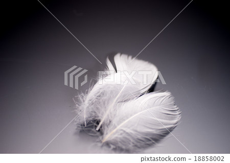 羽毛 羽毛 18858002