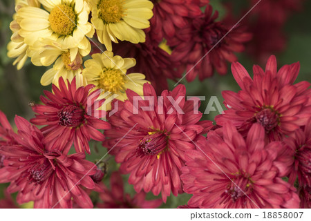 菊花 菊花 18858007