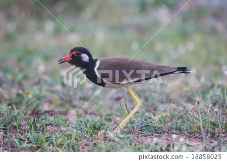 Red-wattled Lapwing (anellus indicus) 18858025