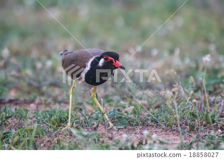 Red-wattled Lapwing (anellus indicus) 18858027