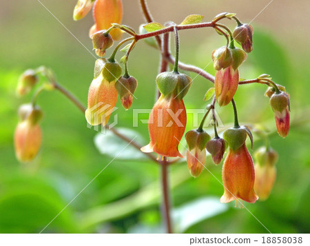 Kalanchoe Kalanchoe 18858038