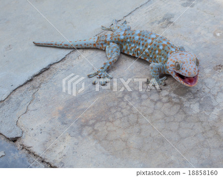 Gecko Gecko 18858160