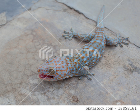 Gecko Gecko 18858161