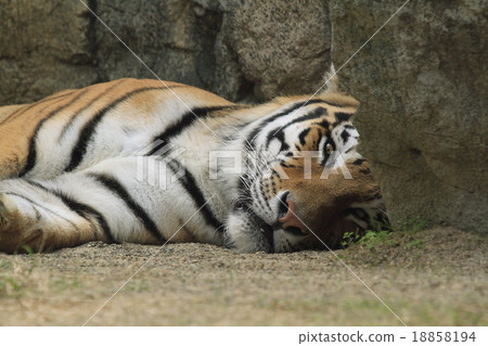 Amur Tora Amur Tora 18858194