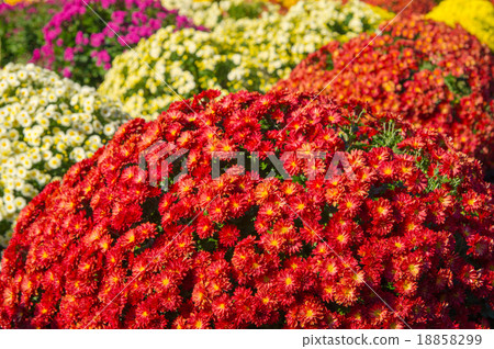 Zakuru菊花 18858299