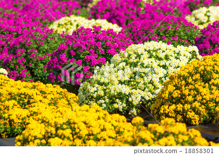 Zaru chrysanthemum STF 18858301