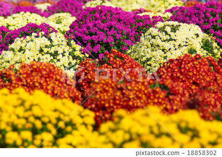 Zaru chrysanthemum STF Zaru chrysanthemum STF 18858302