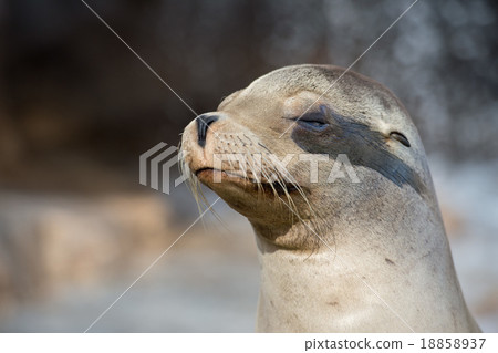 californian sea lion close up portrait 18858937