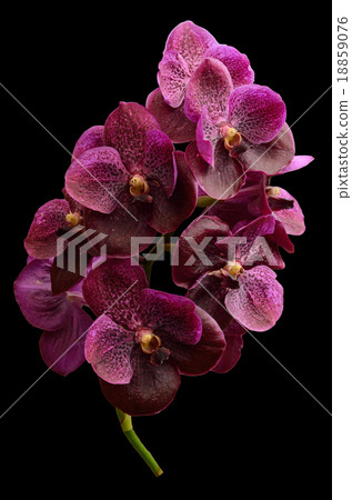purple orchid vanda isolated on white background purple orchid vanda isolated on white background 18859076