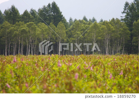 一群Hoshamishimotsu Okuhiko泥潭 18859270