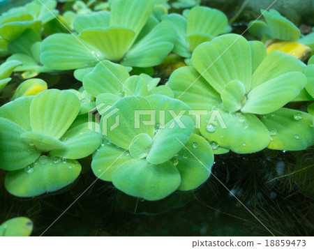 duckweed duckweed 18859473