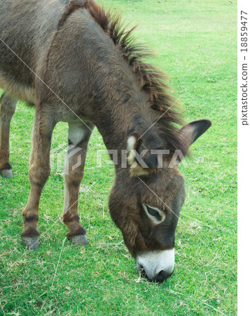 donkey 18859477