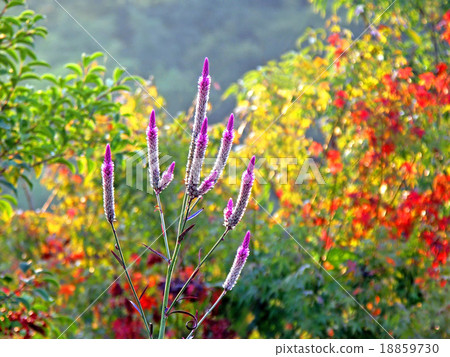 Nooguitow Nooguitow 18859730