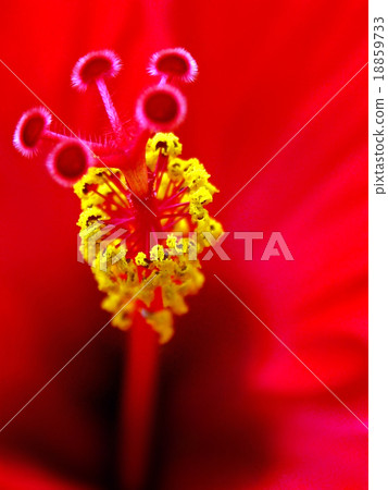 Hibiscus Hibiscus 18859733