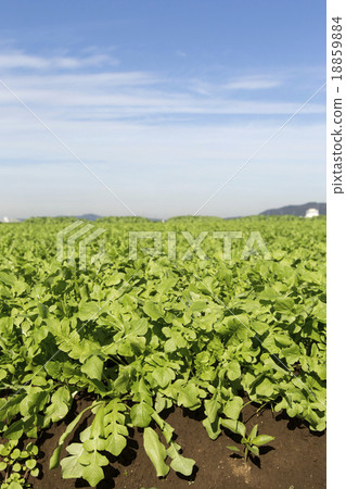 The field of the Nazza 18859884