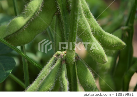 The field of Kingdom of Edamame "Dada cha bean" 18859981