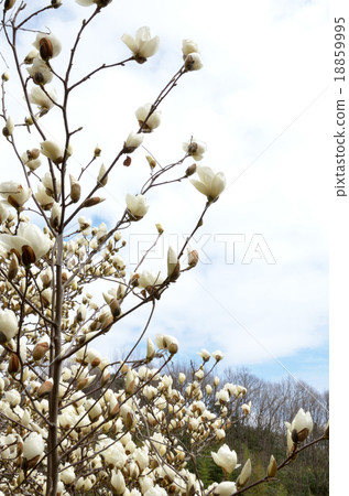 春天樹木蘭 18859995