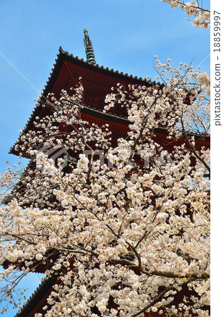 日本櫻花和五層寶塔 18859997