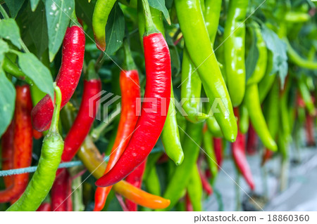 Red and green Cayenne pepper on tree. Red and green Cayenne pepper on tree. 18860360