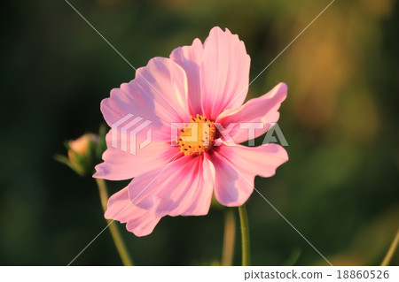 The autumn cherry tree dyeing in the sunset 18860526