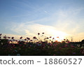 Evening fall cherry tree 18860527