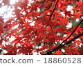 Autumn leaves 2 18860528