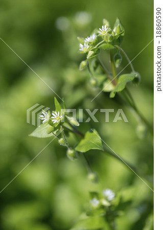 Hakobe Hakobe 18860590