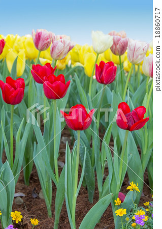 Field of Tulip Flowers Against Blue Sky 18860717