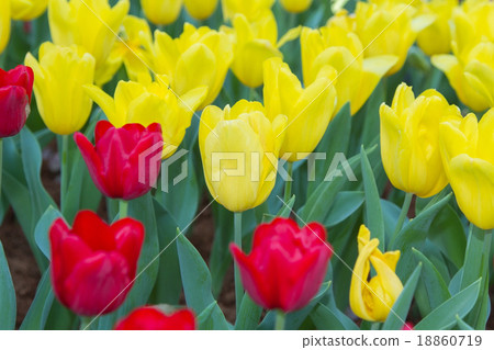 Red and Yellow Tulips. Red and Yellow Tulips. 18860719