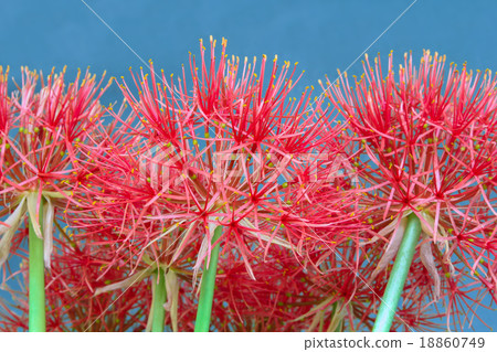 Fireball lily on high elevation, Red Flower. Fireball lily on high elevation, Red Flower. 18860749