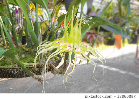 Bulbophyllum kairit orchid flower. 18860887