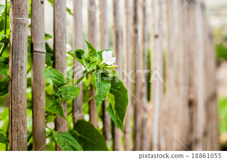 beautiful garden flowers floral beautiful garden flowers floral 18861055