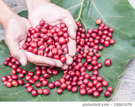 red coffee cherry in hand red coffee cherry in hand 18861076