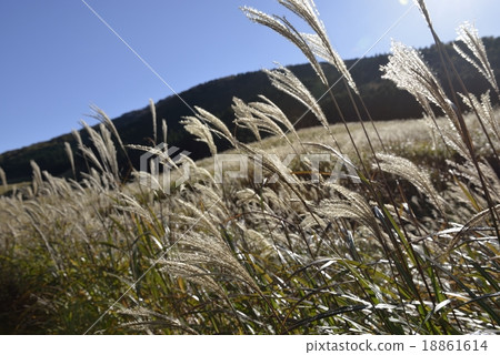 箱根仙石原Susuki Prairie 18861614