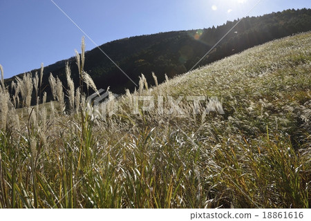 Golden-colored Susukihama waves 18861616