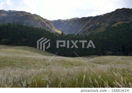 箱根仙石原Susuki草原的秋葉 18861624
