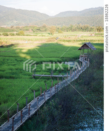 Green rice field in Chiang rai, Thailand 18862226