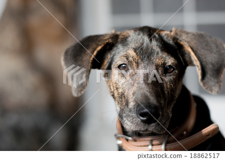 一隻小狗 18862517